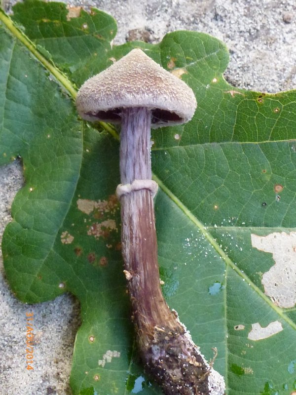 Cortinarius flexipes